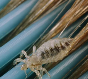 What you Need to Know about “Super lice”