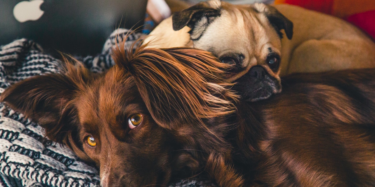 Is it Possible for Kids to Get Lice from Pets?